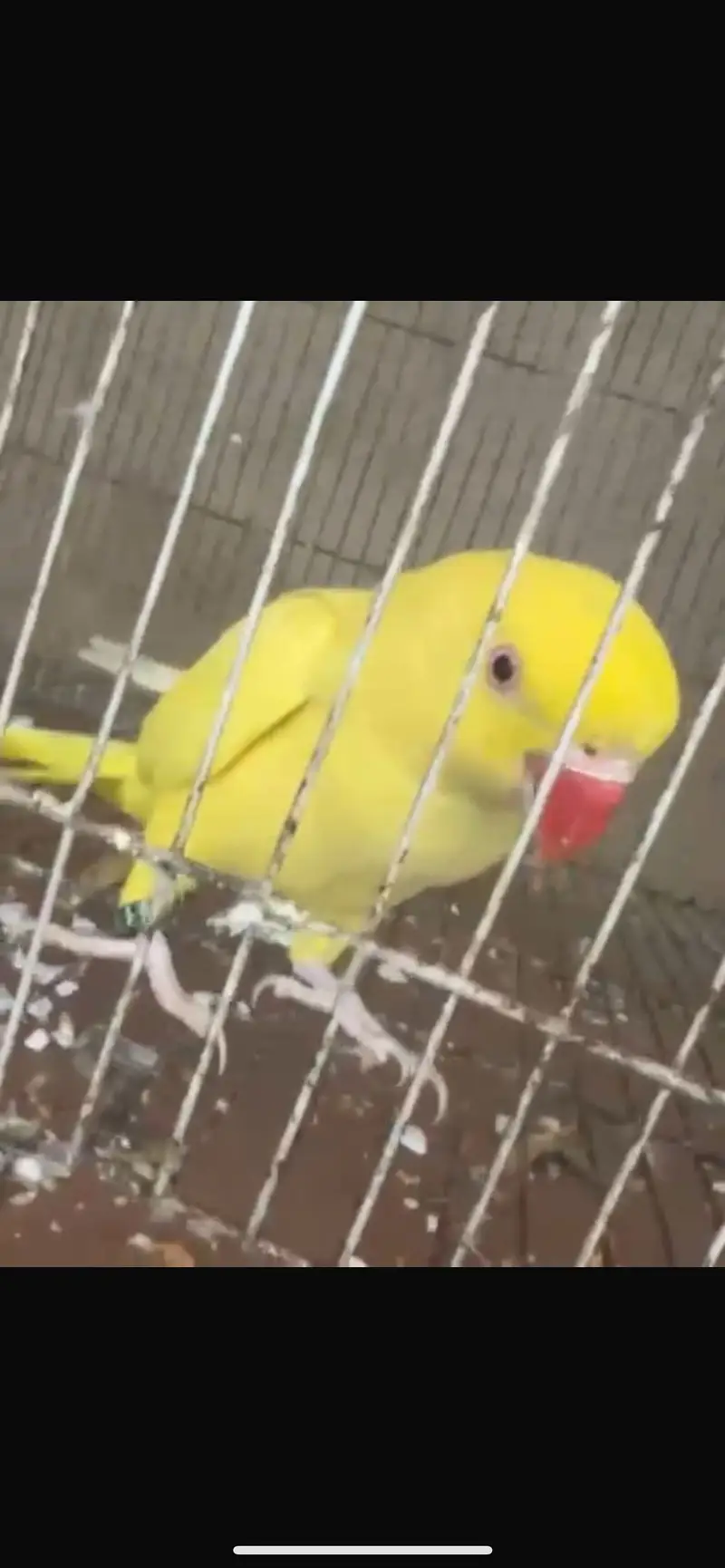 Yellow ringrank parrot femalehealthy bird for sale