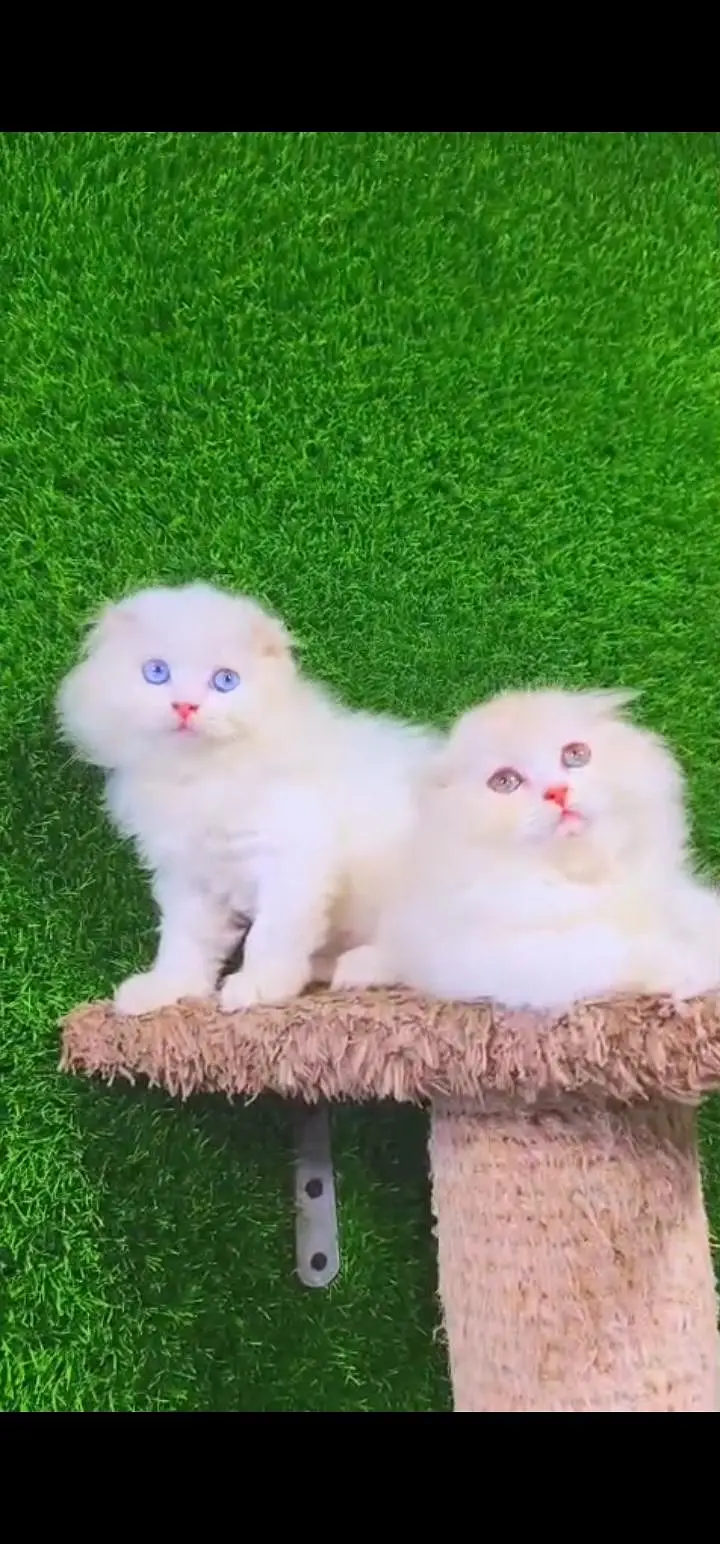 Quality Persian Punch face cat & kittens 03495425573 WhatsApp — photo 3