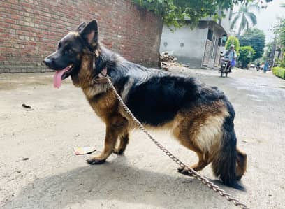 Pink pedigree  long Coat German shephard Female For Sale