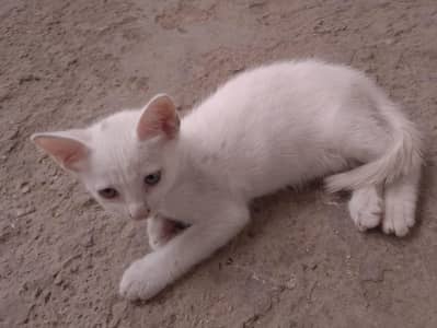 kitten for sale