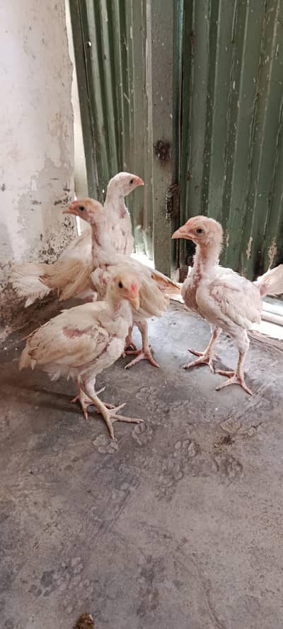 white heera or golden and white havey buff.