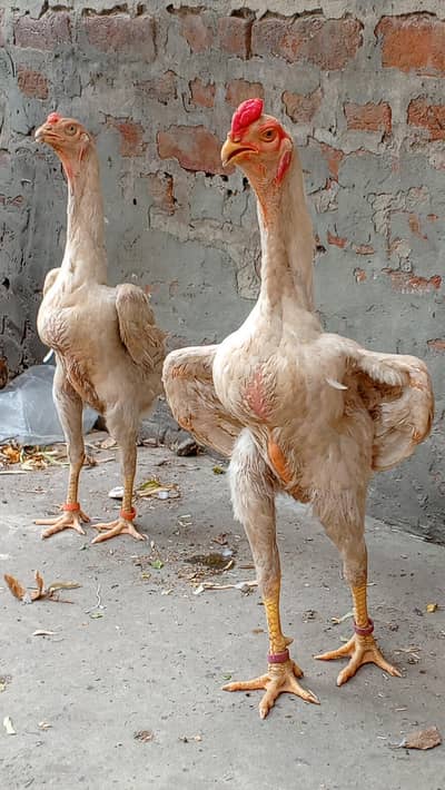 original shamo 2 pair for sale