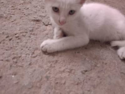 kitten for sale