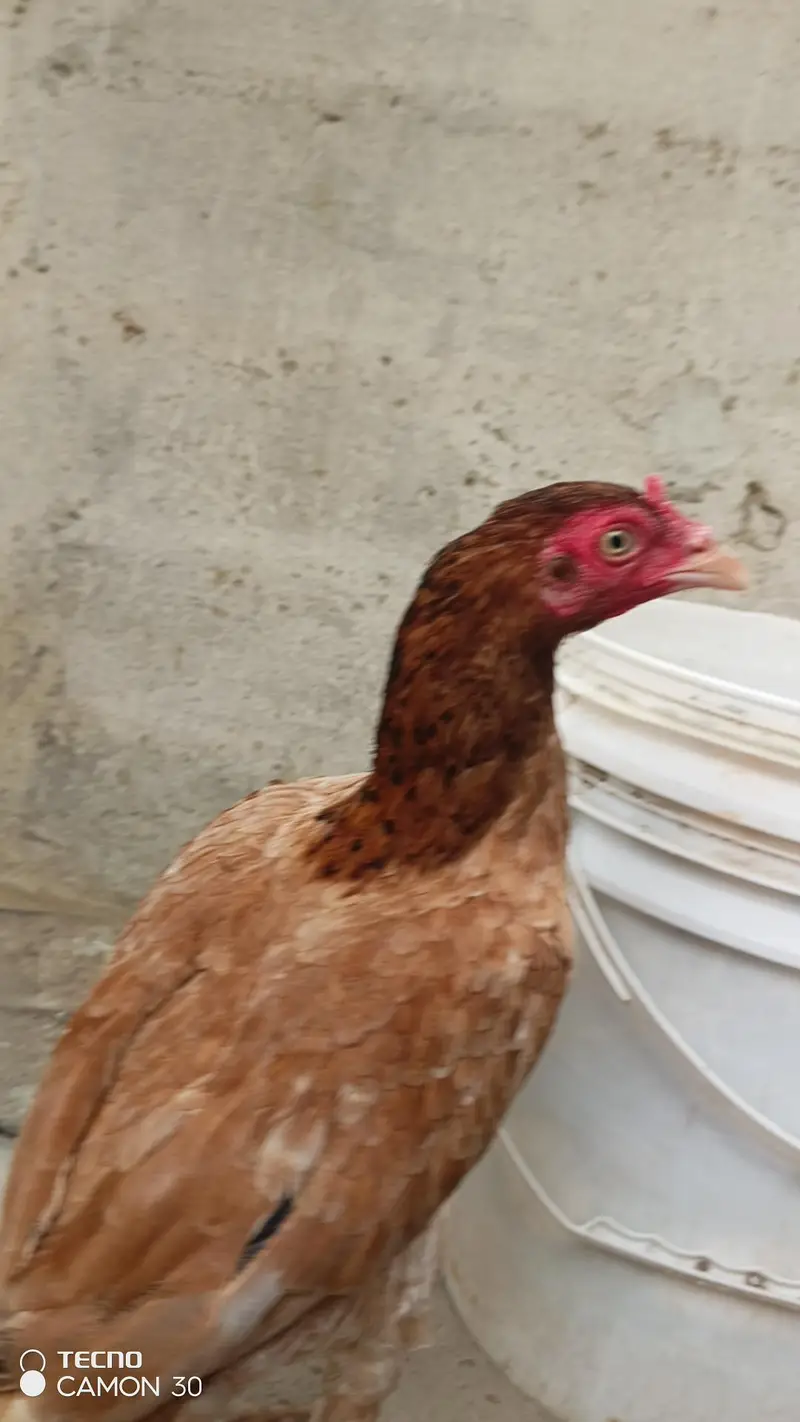 aseels hen — photo 2