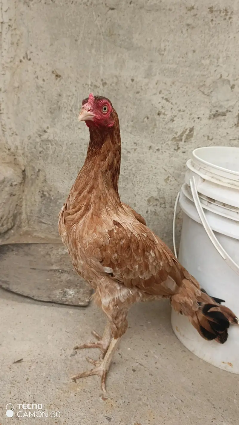 aseels hen — photo 4