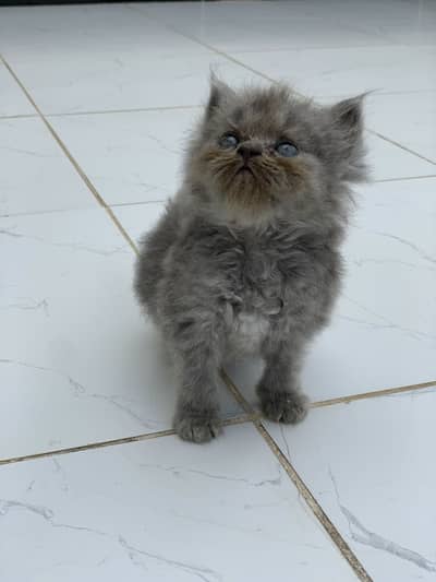 Triple coated persian kittens for sale