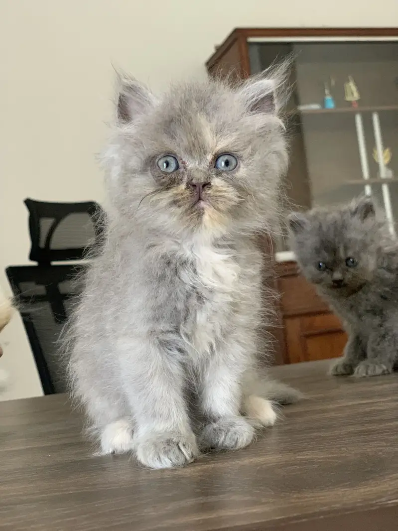 Triple coated persian kittens for sale — photo 2