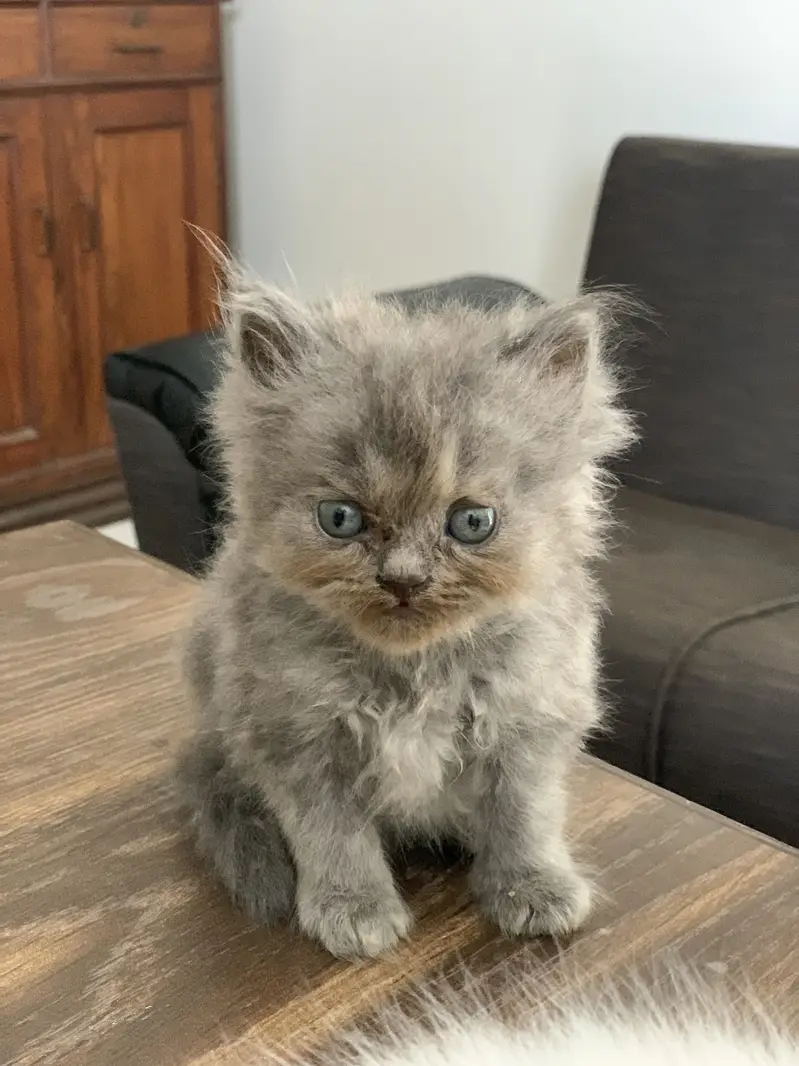 Triple coated persian kittens for sale — photo 3