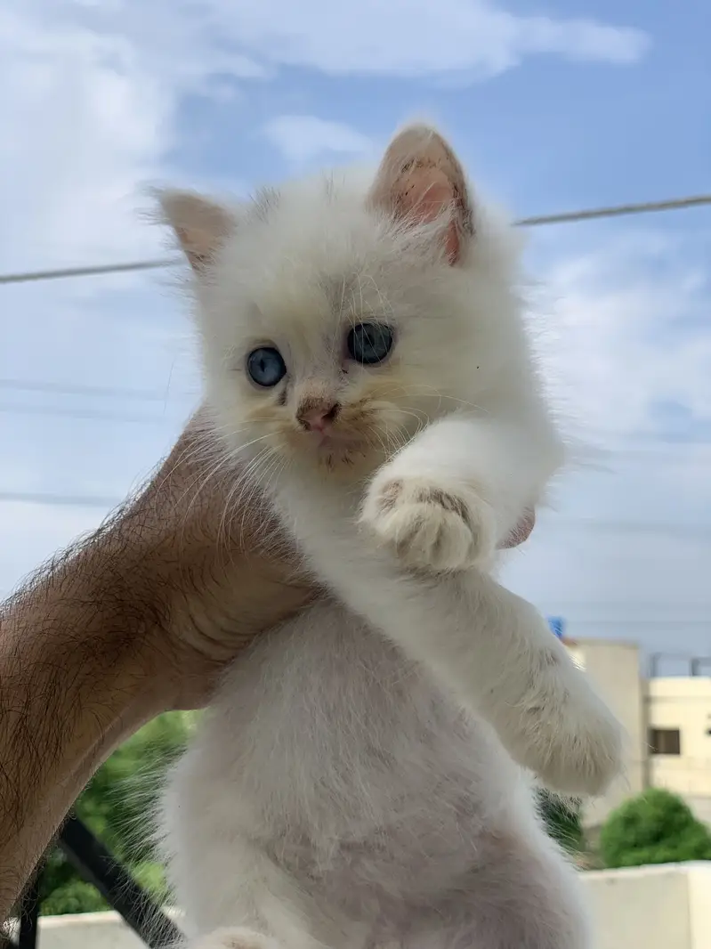 Triple coated persian kittens for sale — photo 4