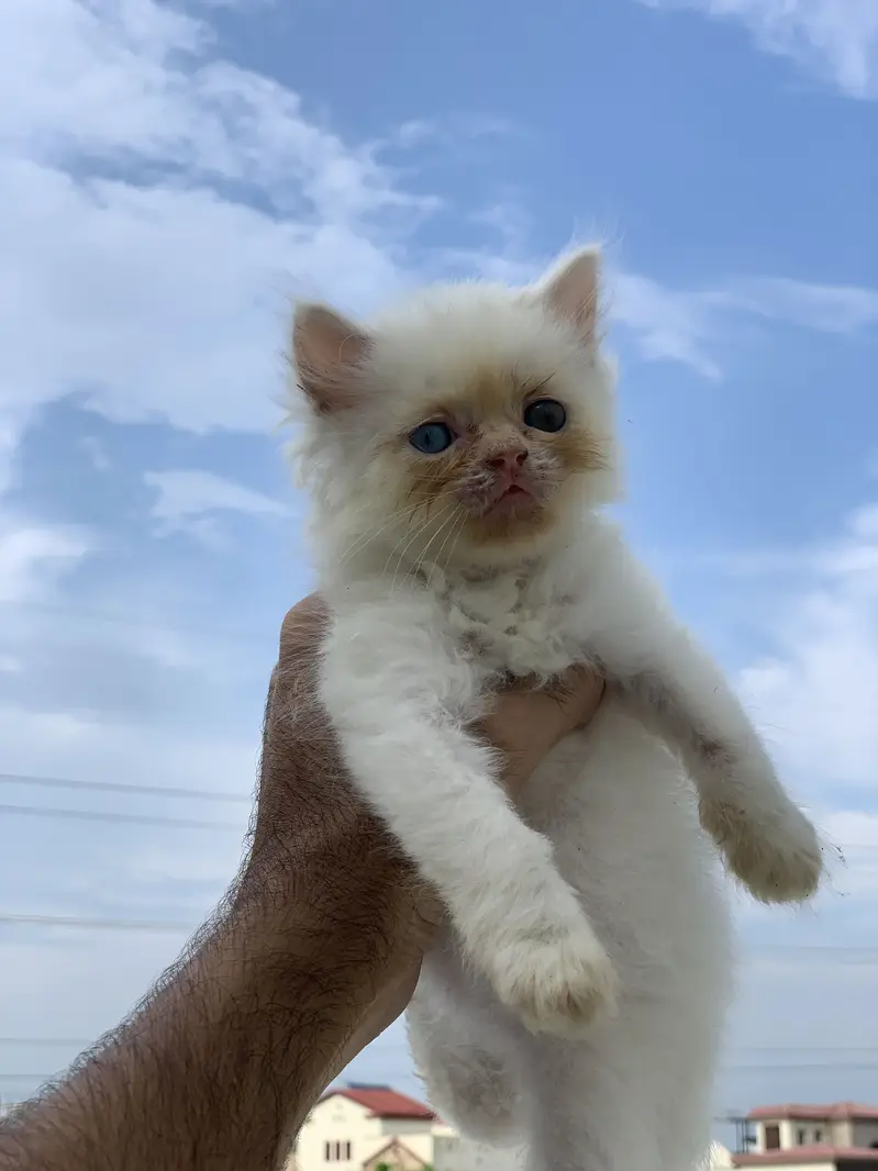 Triple coated persian kittens for sale — photo 5