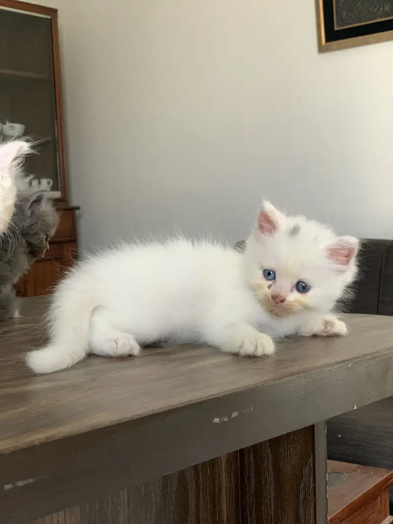 Triple coated persian kittens for sale — photo 6