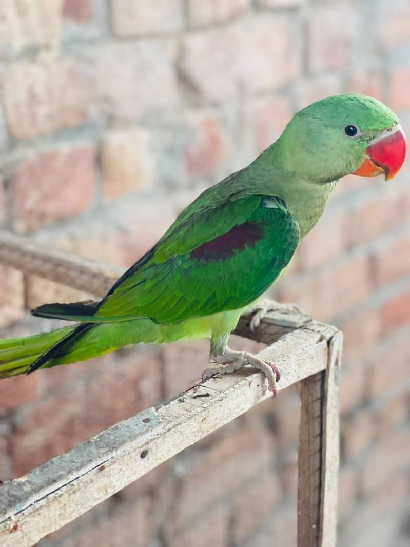 parrot 0