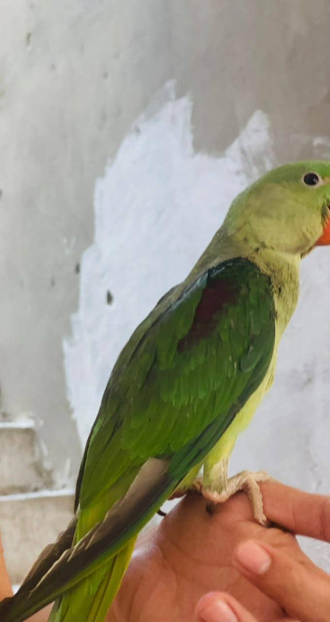 parrot 1