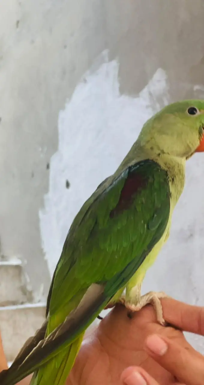 parrot — photo 2