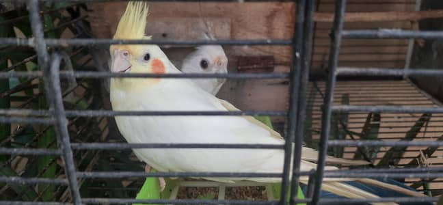 cockteil budgies and australian parrots with cage