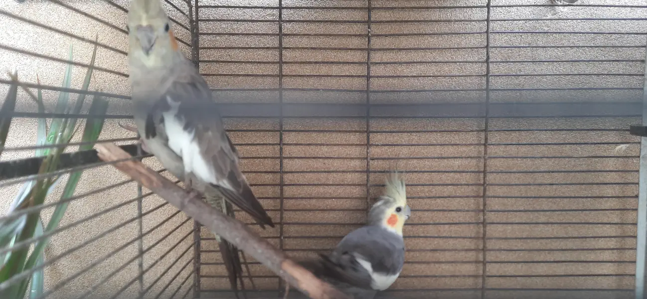 cockteil budgies and australian parrots with cage — photo 2