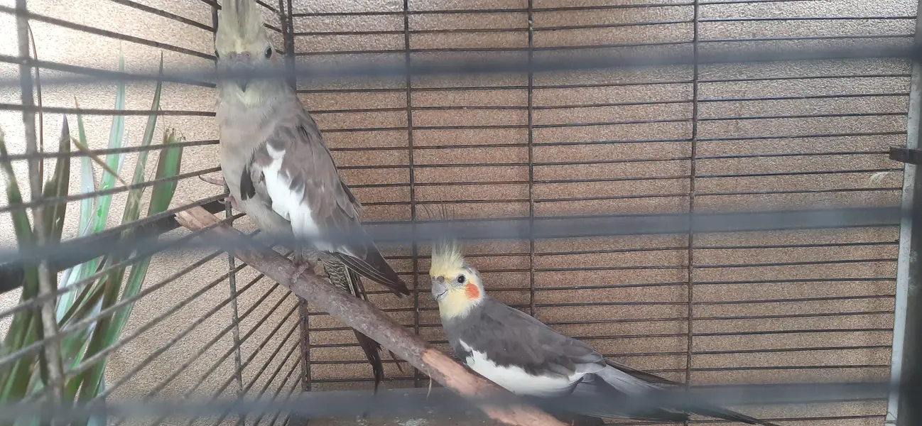 cockteil budgies and australian parrots with cage — photo 3