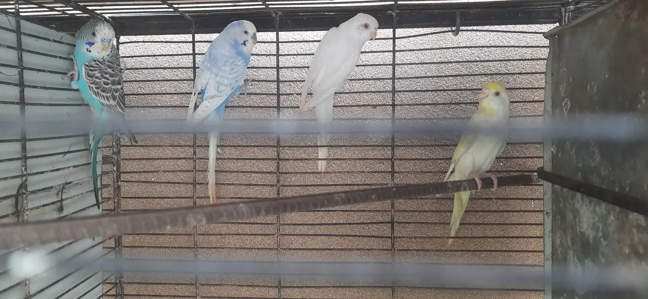 cockteil budgies and australian parrots with cage — photo 4