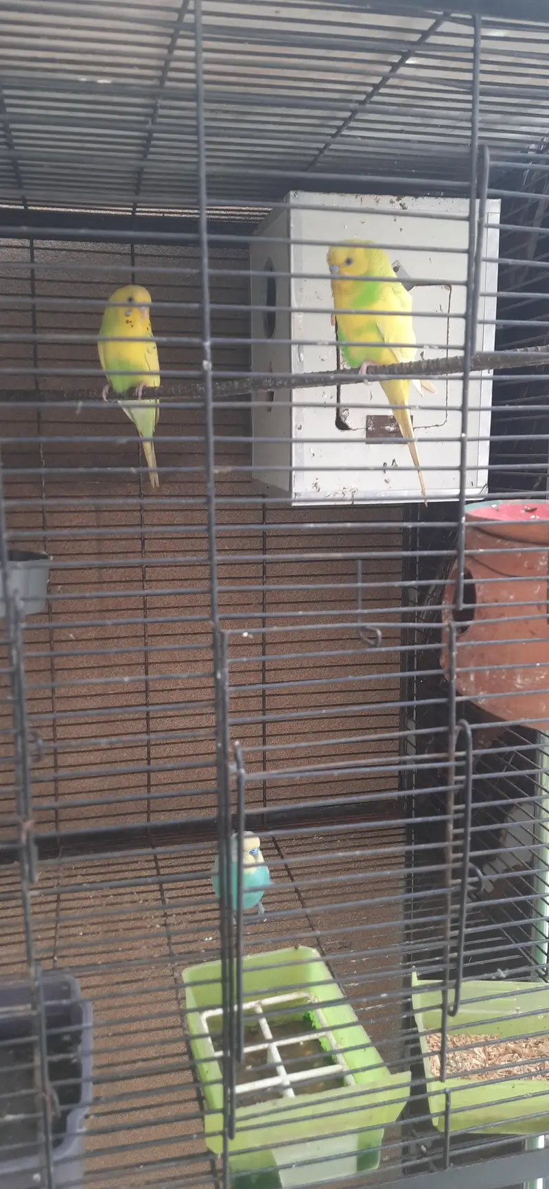 cockteil budgies and australian parrots with cage — photo 5