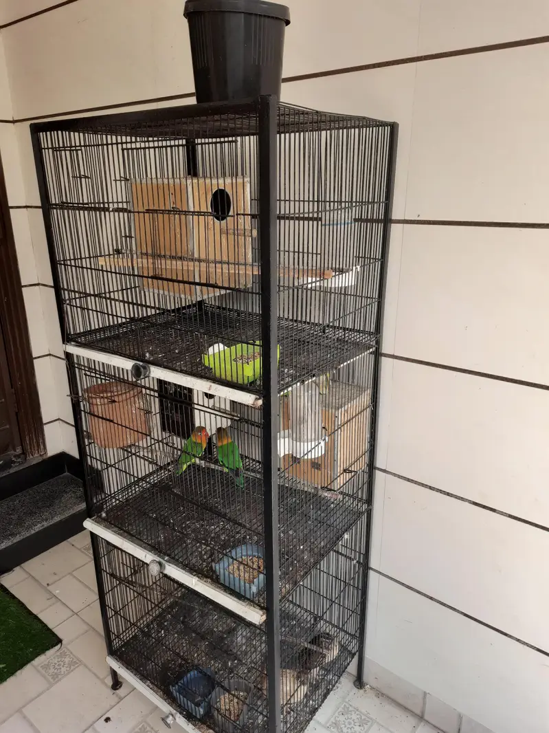 cockteil budgies and australian parrots with cage — photo 6