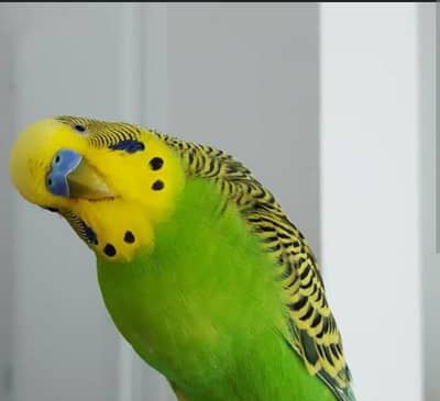 Budges Australian Parrots
