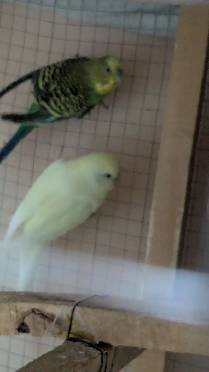 Budges Australian Parrots — photo 2