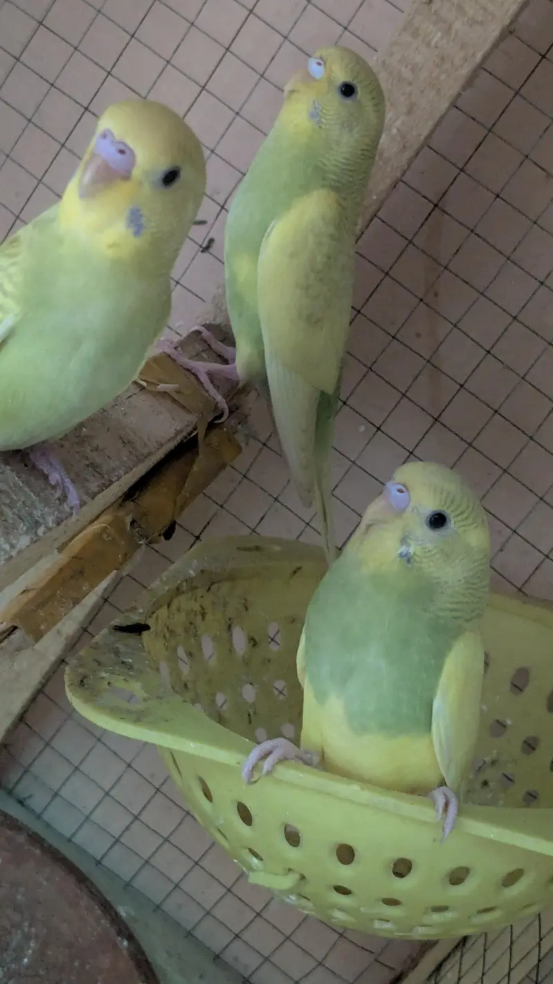 Budges Australian Parrots — photo 3