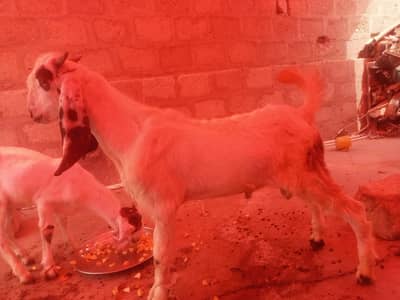 tapra bakra  jorii