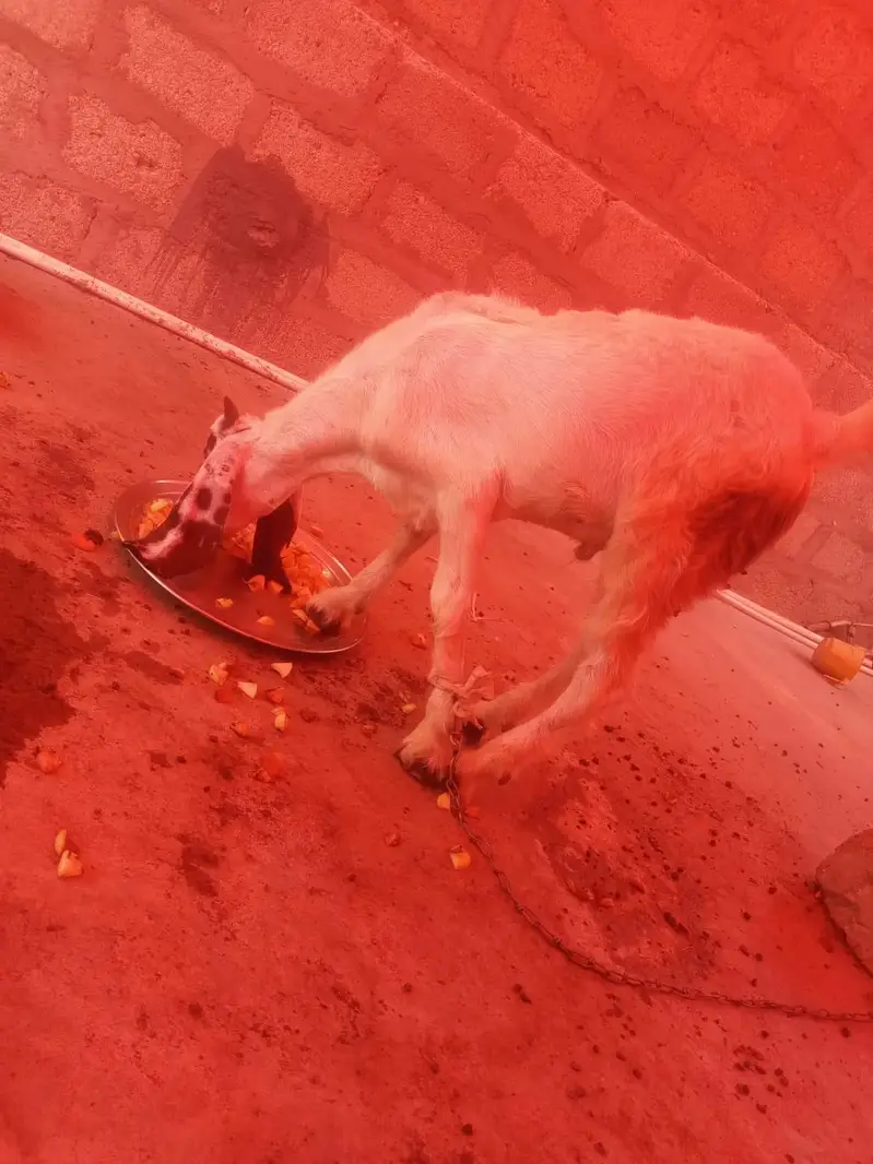 tapra bakra  jorii — photo 2