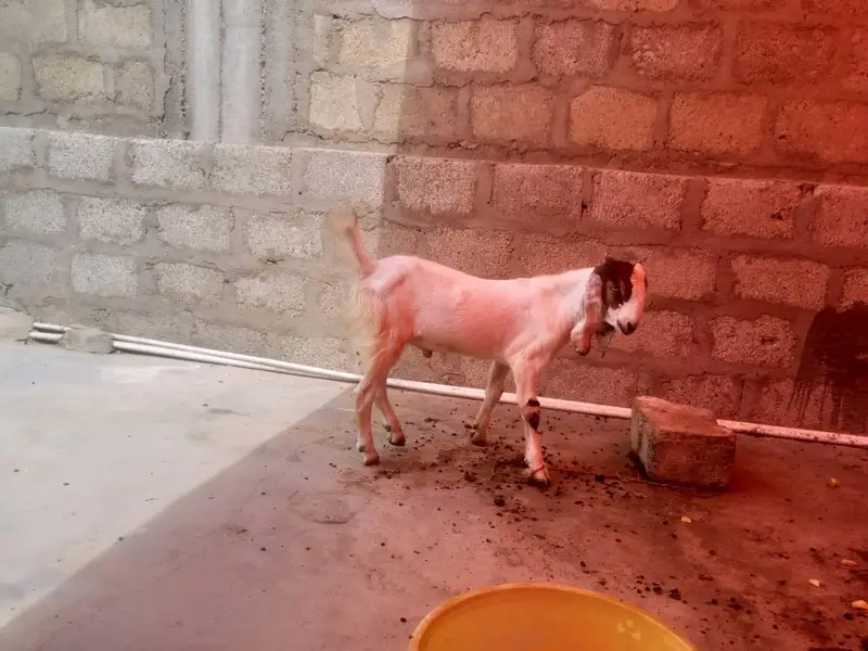 tapra bakra  jorii — photo 3