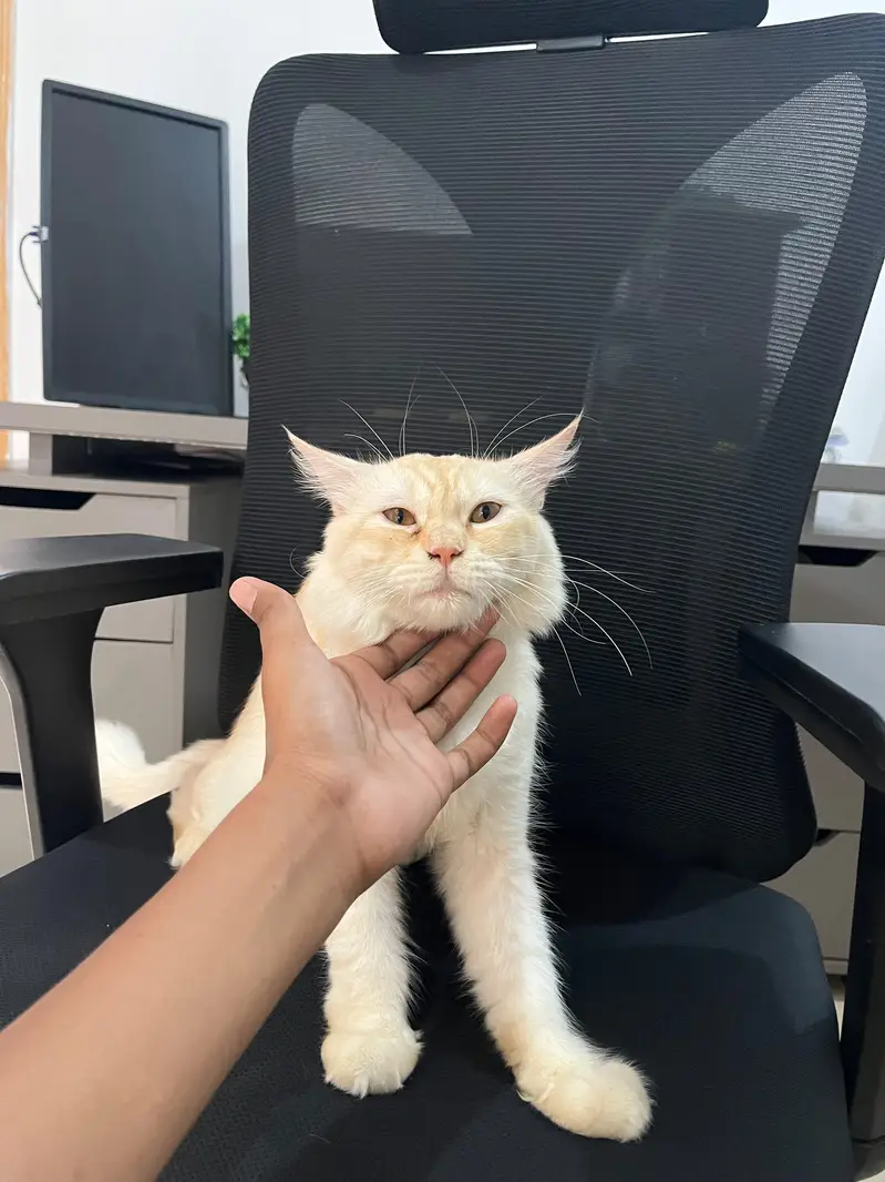 Persian white ginger cat up for sale — photo 5
