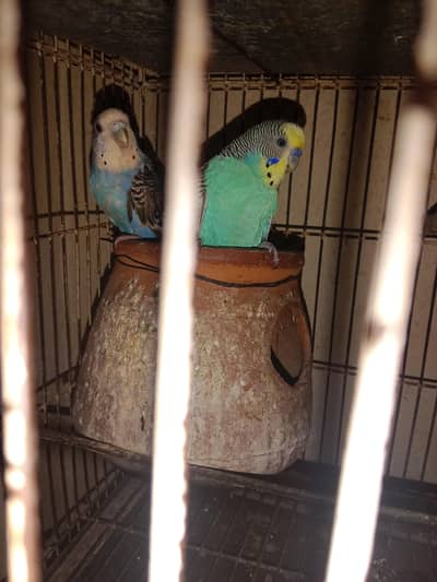 Australian Parrot