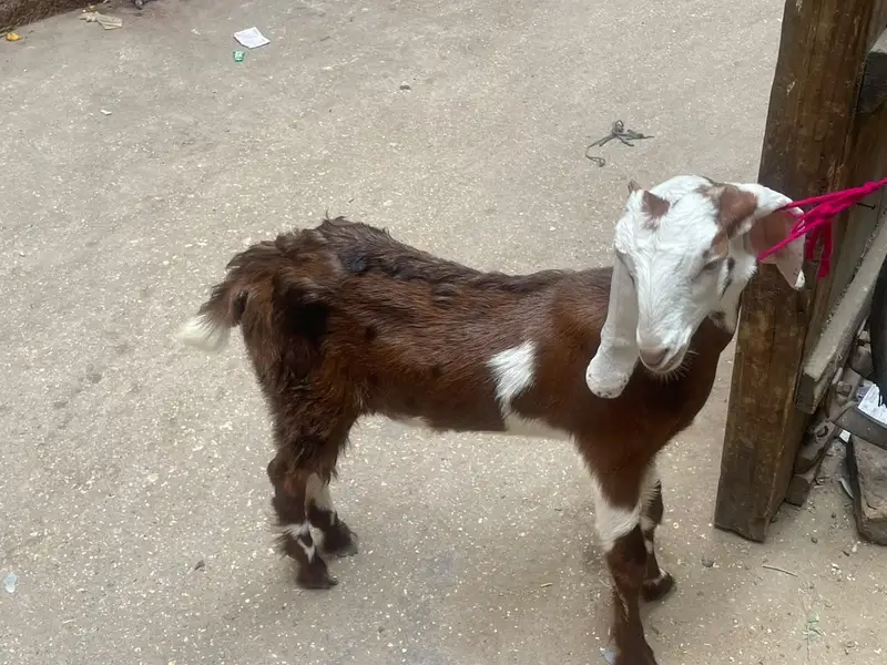 goats — photo 2