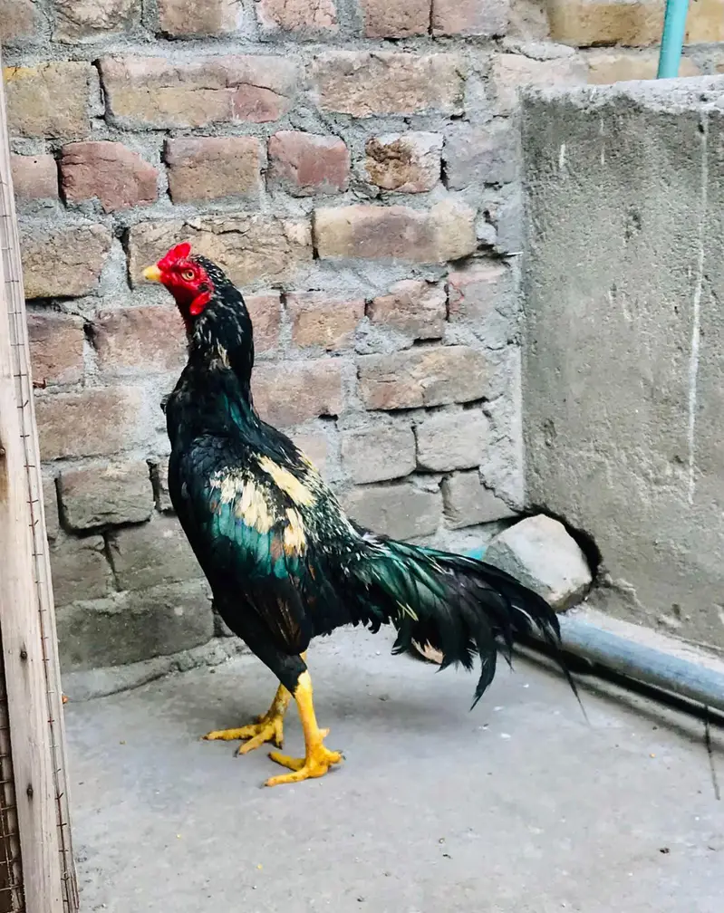 Arjunet sale Bird 