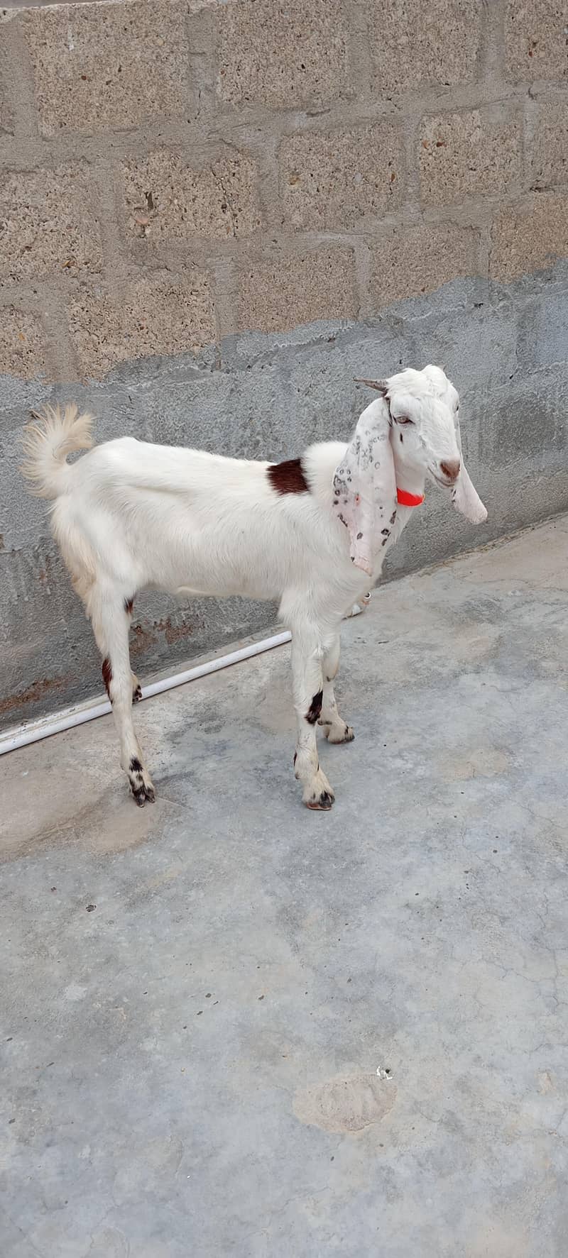 Bakra 0