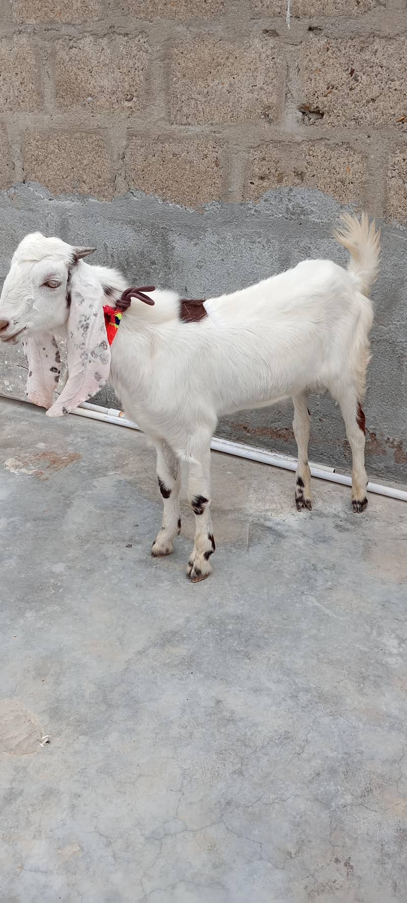 Bakra 1