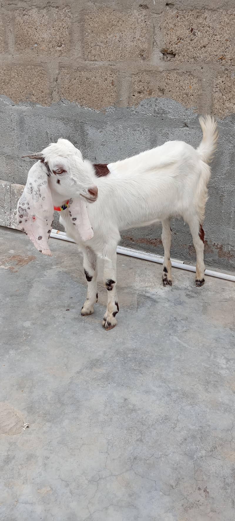 Bakra 2
