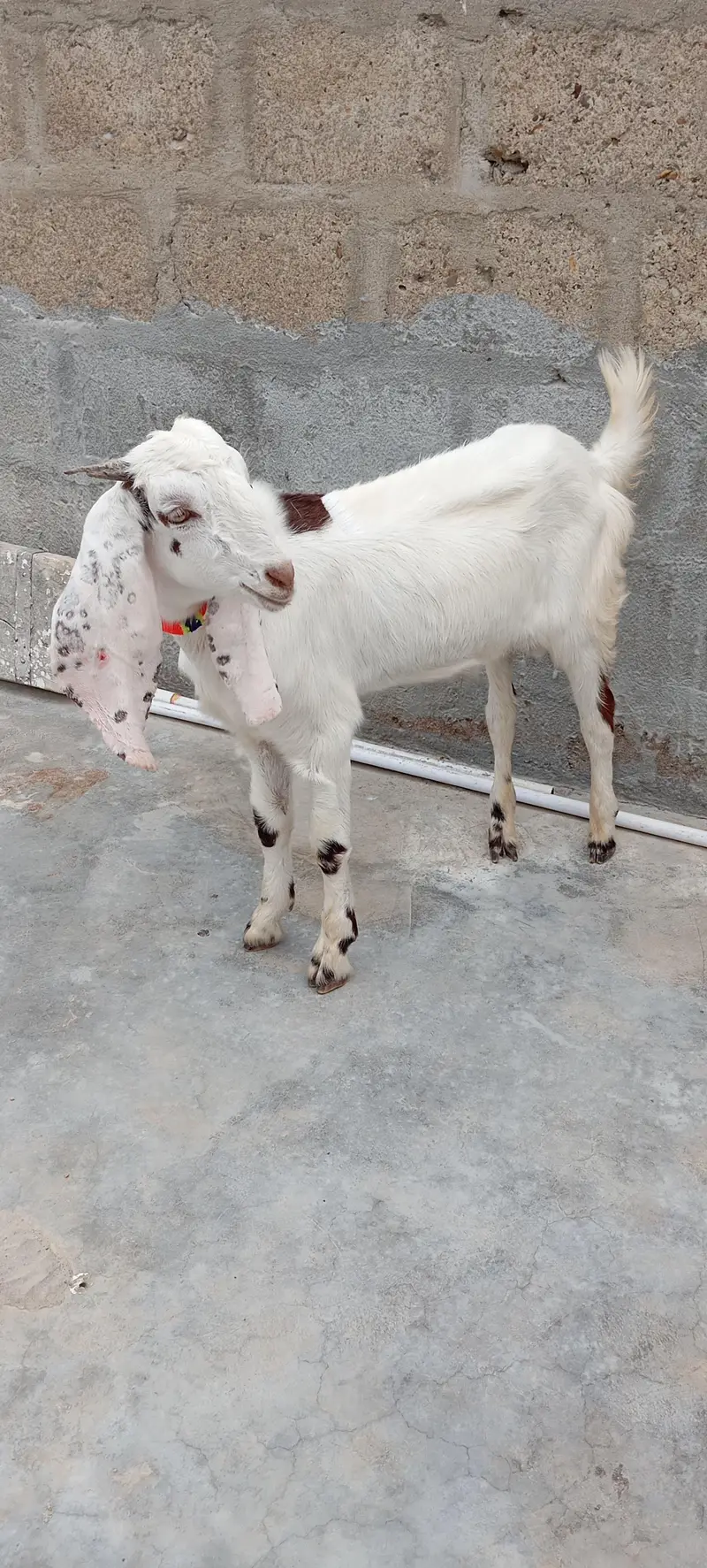 Bakra — photo 3
