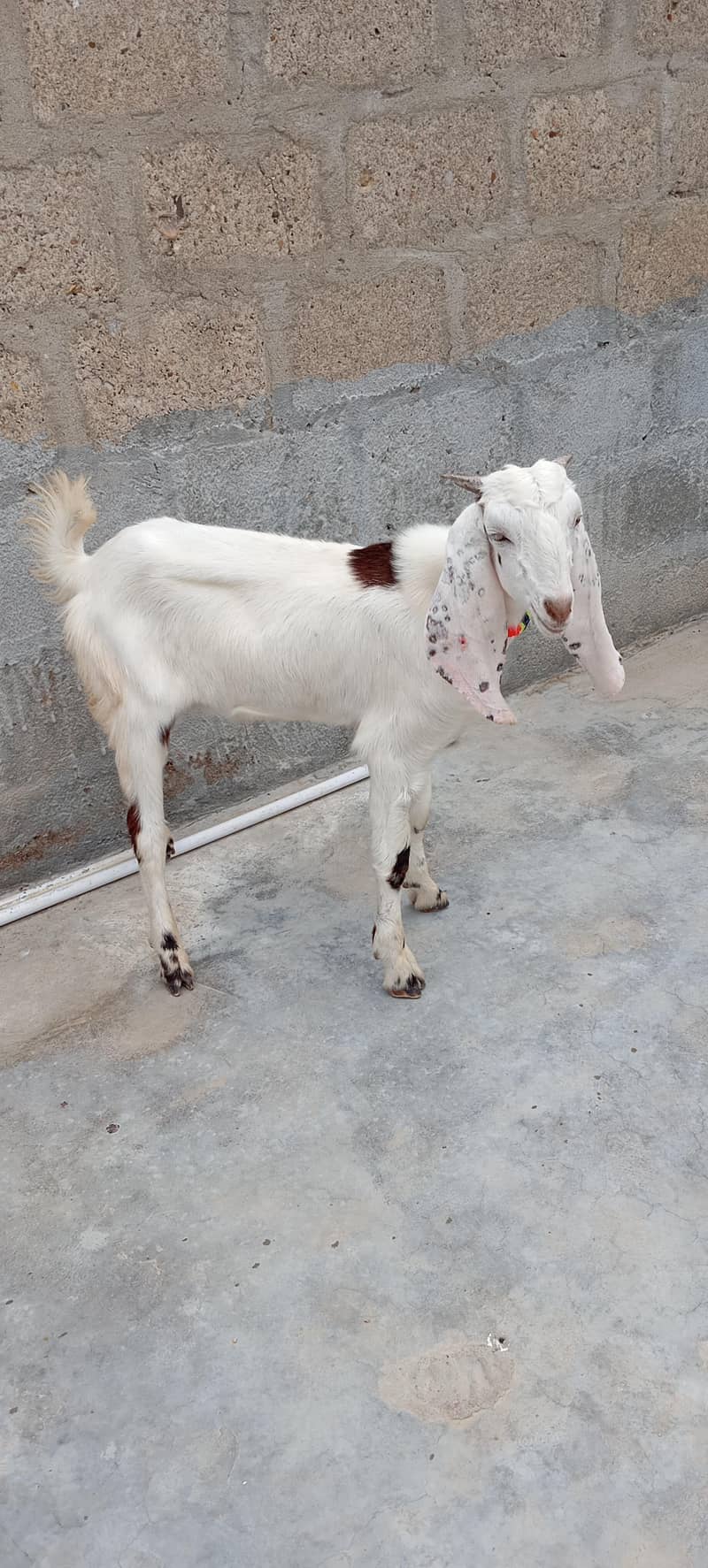 Bakra 3