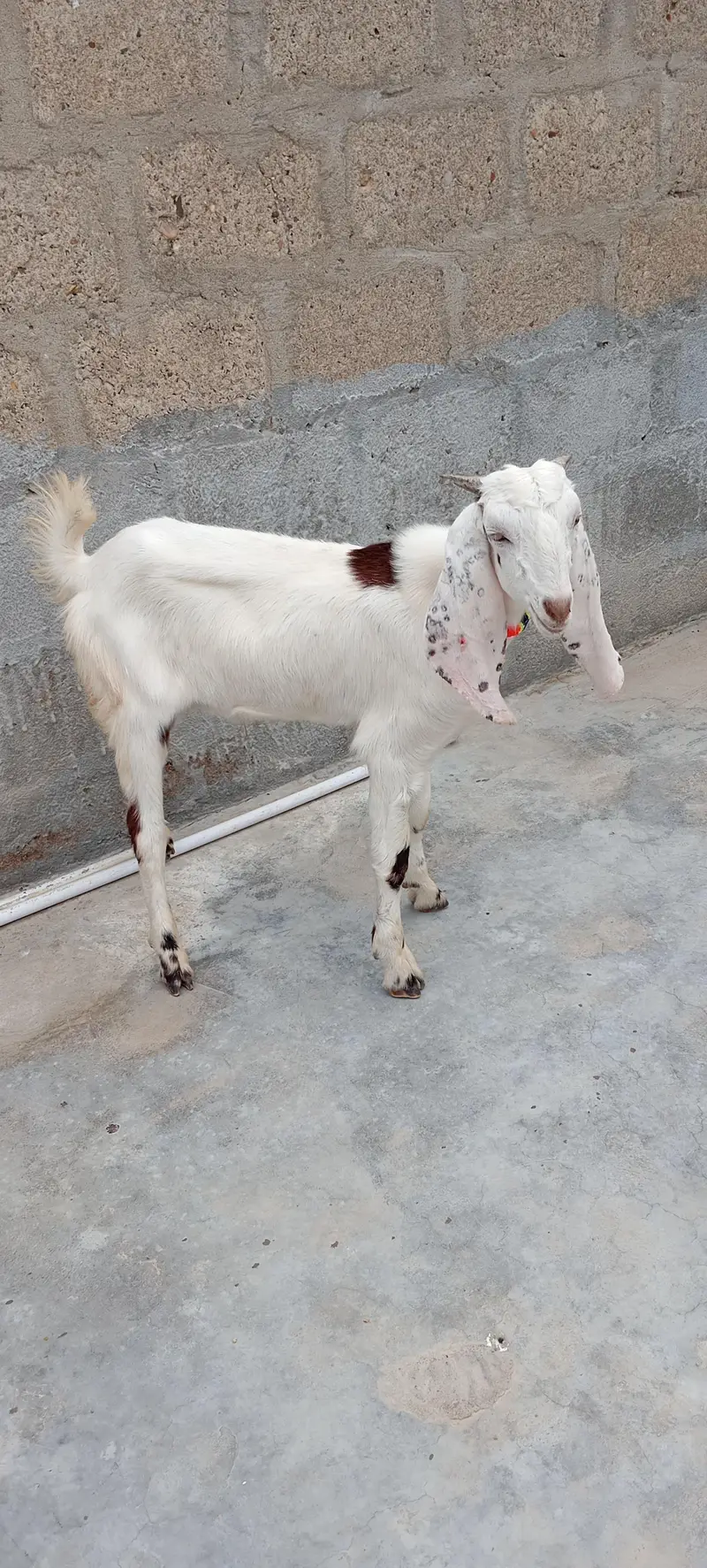 Bakra — photo 4