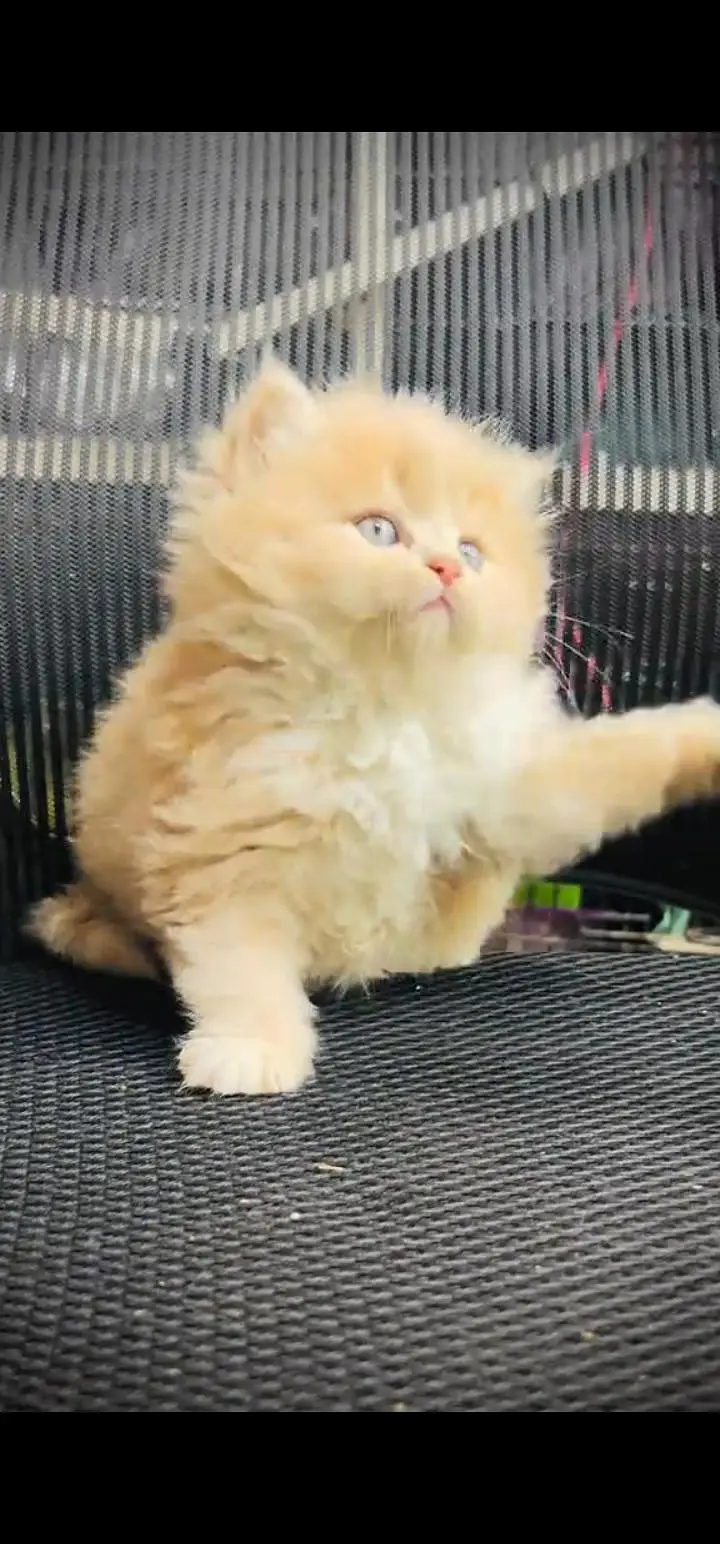 Quality Persian Punch face cat & kittens 03495425573 WhatsApp — photo 2