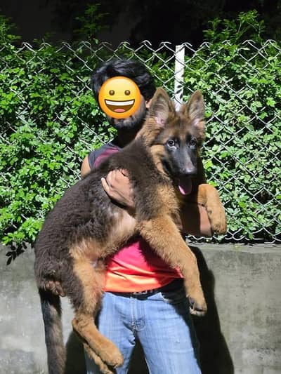 German shepherd long coat male puppy