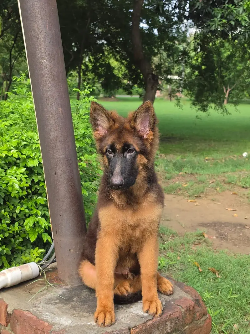German shepherd long coat male puppy — photo 2