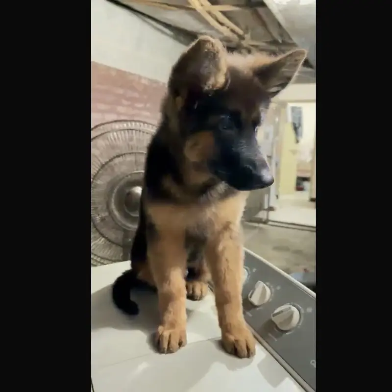 German shepherd long coat male puppy — photo 3