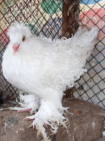 Quality Frill Male Patha For Sale
