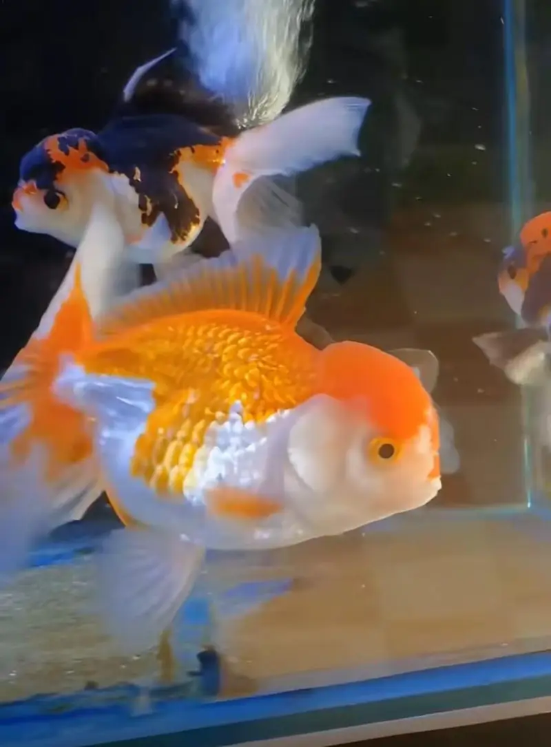 All Fish market sy Munseeb price 03104016778 — photo 8