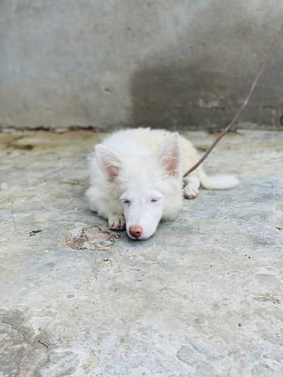 Russian Female Dog