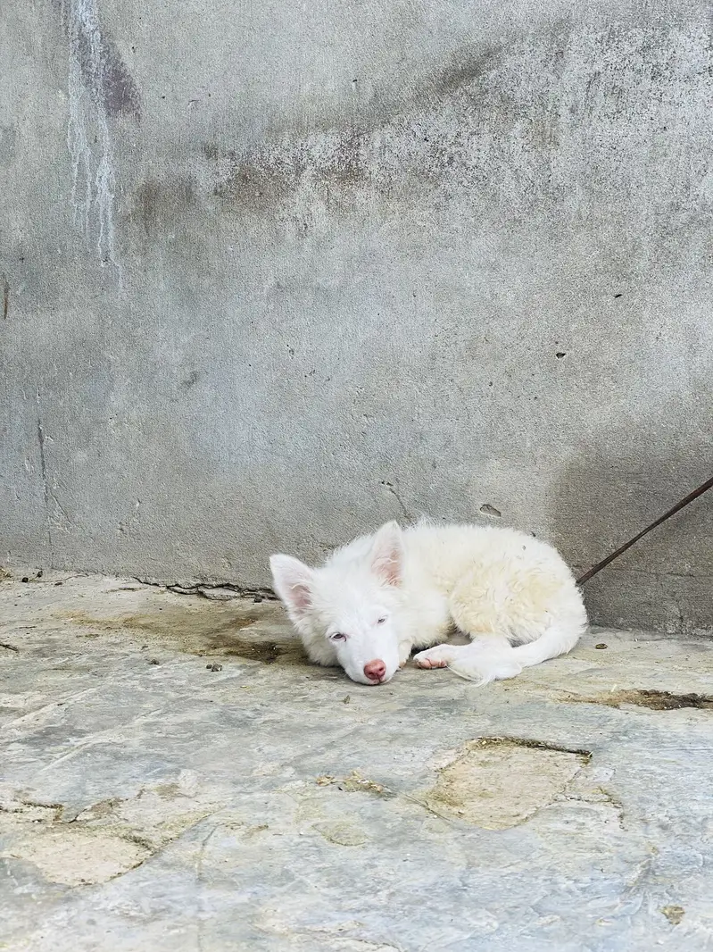 Russian Female Dog — photo 2