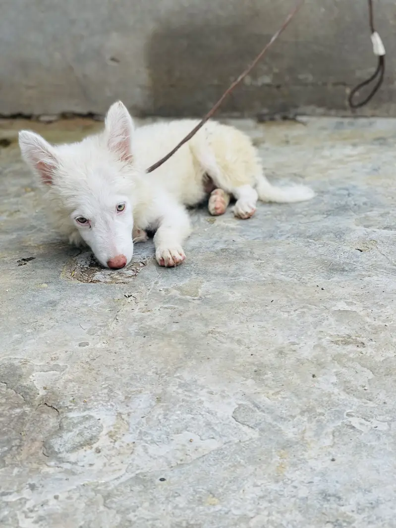 Russian Female Dog — photo 3