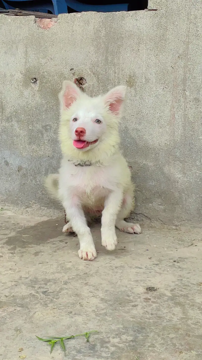 Russian Female Dog — photo 4